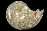 Polished, Agatized Ammonite (Phylloceras?) - Madagascar #149243-1